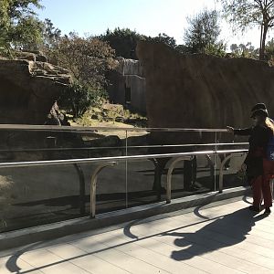 AR H Baboon 1 Viewing Area 4