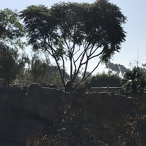 AR H Baboon 1 Viewing Area 3 Right