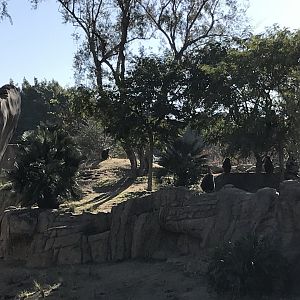 AR H Baboon 1 Viewing Area 3 Left