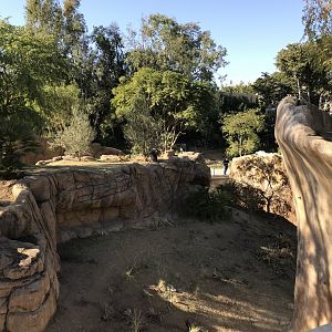 AR H Baboon 1 Viewing Area 2 Right