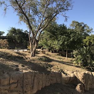 AR H Baboon 1 Viewing Area 1 Right