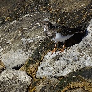 Ruddy turnstone