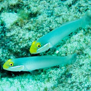 Blue-lined Glider Gobies