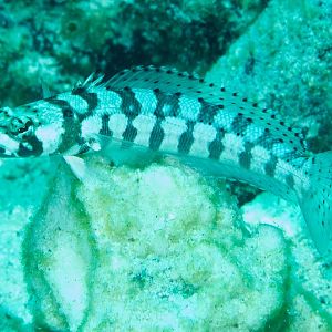 Black-banded Grubfish