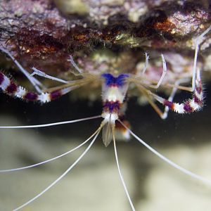 Banded Coral Shrimp