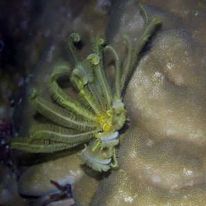 Crinoid