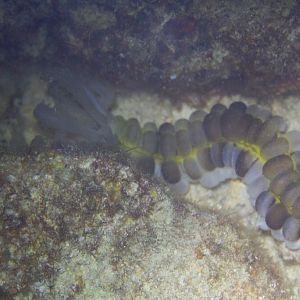 Sea Cucumber
