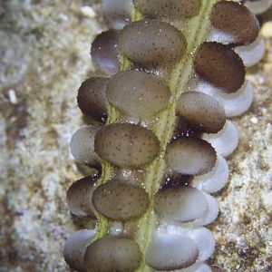 Closeup of Sea Cucumber