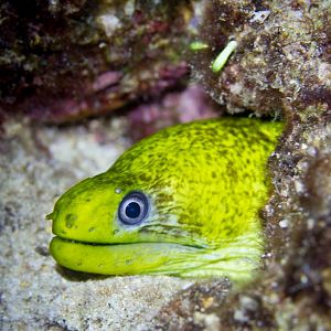 Undulated Moray