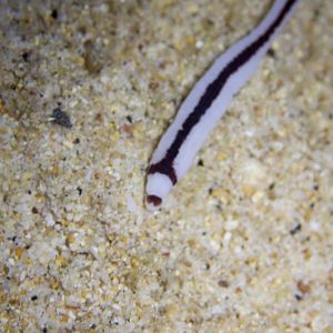 Ribbon Worm
