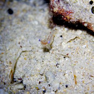 Commensal Shrimp - Periclimenes tenuipes