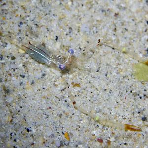 Commensal Shrimp - Periclimenes tenuipes