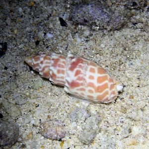 Mitre Snail - Mitra stictica