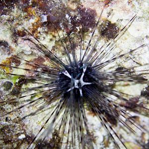 Sea Urchin - Diadema savignyi