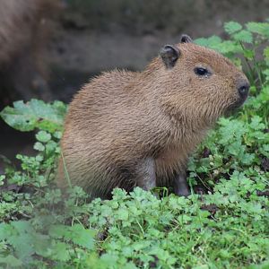 Baby Capybara