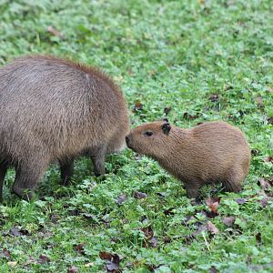 Capybara & Mother