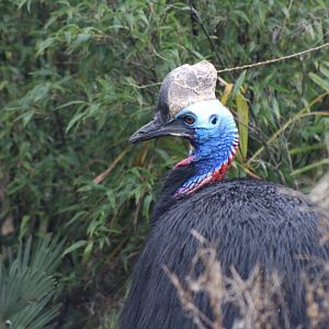 Cassowary