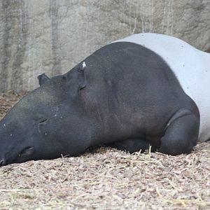 Malayan Tapir
