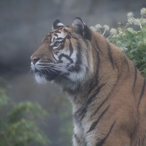Sumatran Tiger