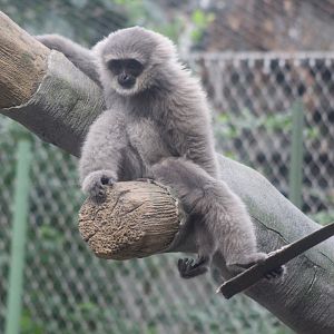Gibbon