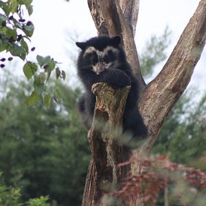 Andean Bear Cub