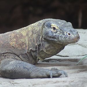 Komodo Dragon