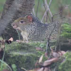 Agouti