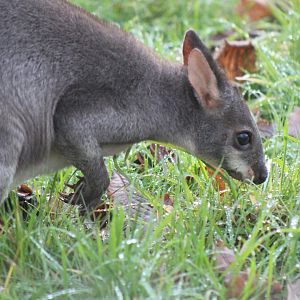 Pademelon