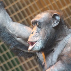 Chimpanzee