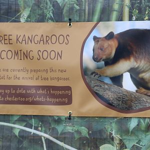 Tree Kangaroo's coming soon !