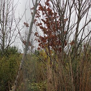 Tree Kangaroo Exhibit