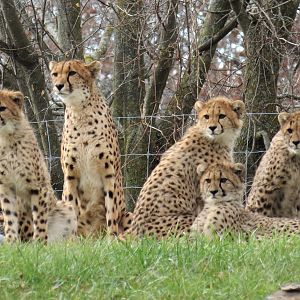 Cheetahs