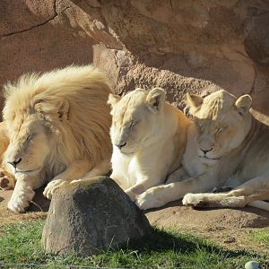 African Lions