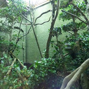 Mangrove Snake exhibit