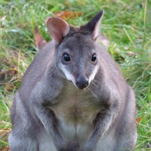 Dusky Pademelon