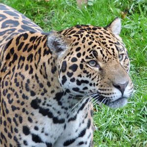 Jaguar
