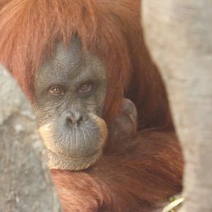 Emma and new baby (Sumatran Orang--utans)