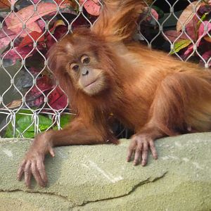 Siska (Sumatran Orang-utan)