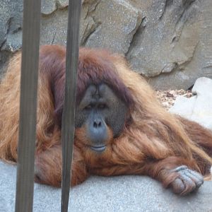 Puluh (Sumatran Orang-utan)