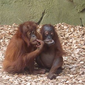 Siska and Tripa (Sumatran Orang-utan)