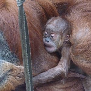 Emma's new baby (Sumatran Orang-utan)