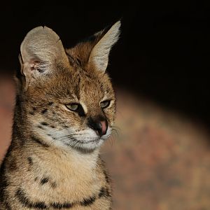 Serval