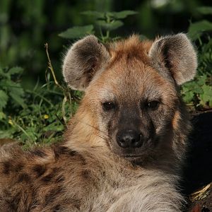 Spotted Hyena
