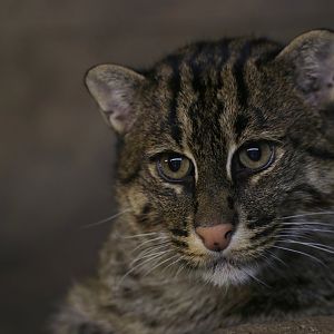 Fishing Cat