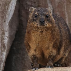 Hyrax