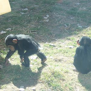 Chimpanzee Twins Feb. 13, 2016