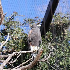 Harris Hawk Jan. 16, 2016