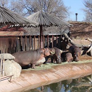 Hippos Feb. 13, 2016