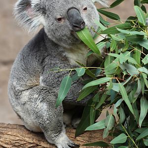Koala Jan. 16, 2016