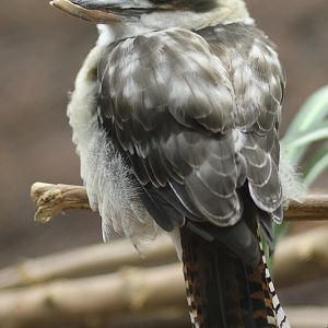 Kookaburra Jan. 16, 2016